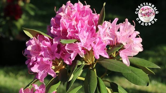 ЧТО ПОСАДИТЬ В ТЕНИСТОМ САДУ? РОДОДЕНДРОН - КОРОЛЬ ТЕН?