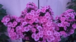 Флокс Лариса