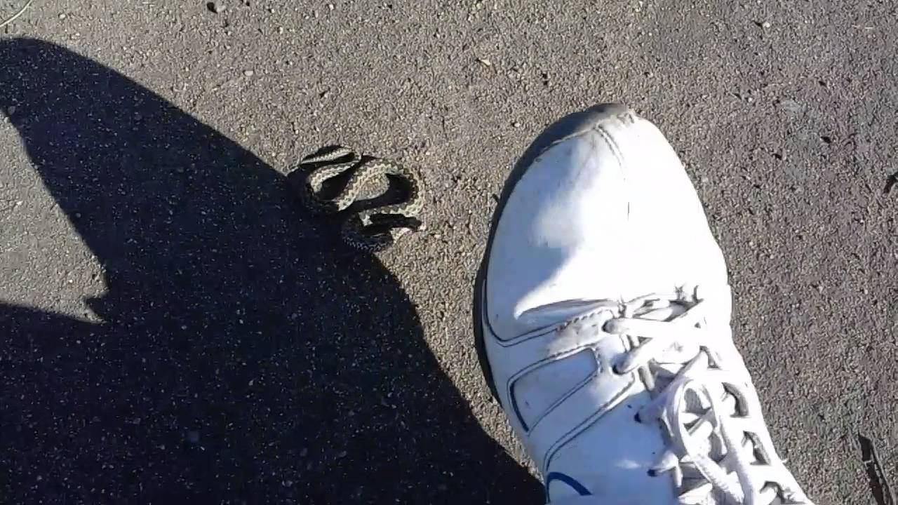 редкие животные, rare animals смотреть онлайн