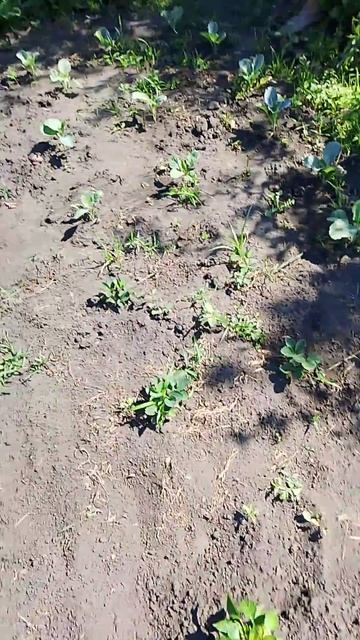 фильм Дима в огороде или сделать