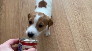 Щенок Джек Рассел терьера - девочка Сияющий Бриллиант