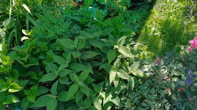 Гортензии в июле. Как Принцессы. Как добиваюсь пышног? смотреть онлайн