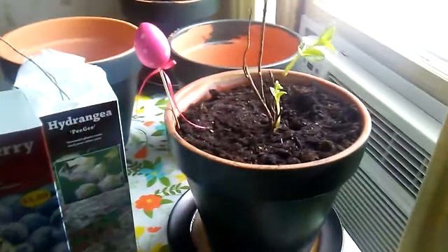 #27 Зимняя посадка. ПОдготовка к весне.Садоводство.Поку