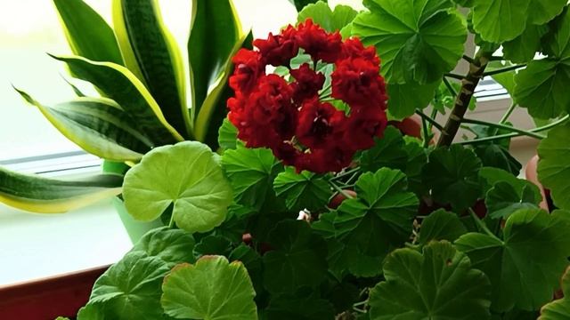 Хлороз на листьях Пеларгонии смотреть онлайн