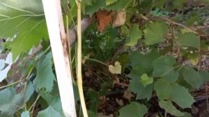 Виноград Лара, Белая Акация, Полтавский Маникюр, Журав