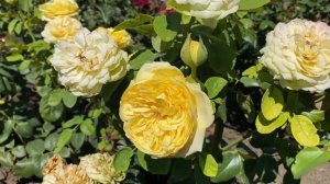 Обзор сорта розы - Каталина / спрей роза  не похожая на ?