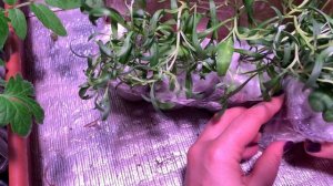 РАСПАКОВКА/БОРИС БОРИСОВ, спасибо! Алиссум, петунии, с?