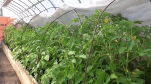 Когда высаживать томаты в теплицу для ранних урожаев?