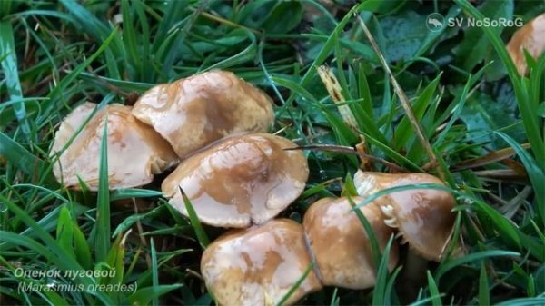 Опенок луговой (Marasmius oreades)
