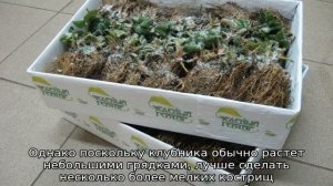 Какие заморозки выдерживает клубника весной