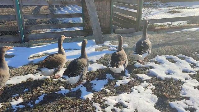 Почему предпочитаю выращивать гусят в инкубаторе? Отв смотреть онлайн