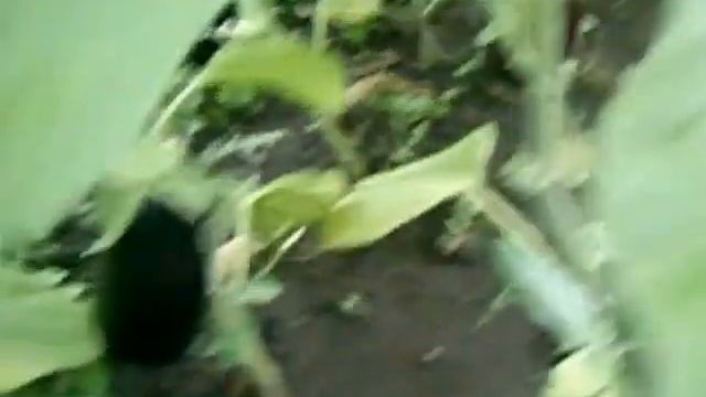 Теплица из поликарбоната Собираем урожай смотреть онлайн