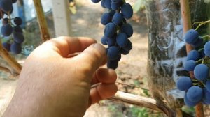 Кишмиш Ютал - лучшее впереди