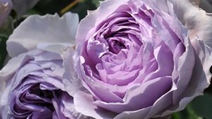 Lilas- поцелуй вечной любви  от японского селекционера роз ,  Таку Кимуро