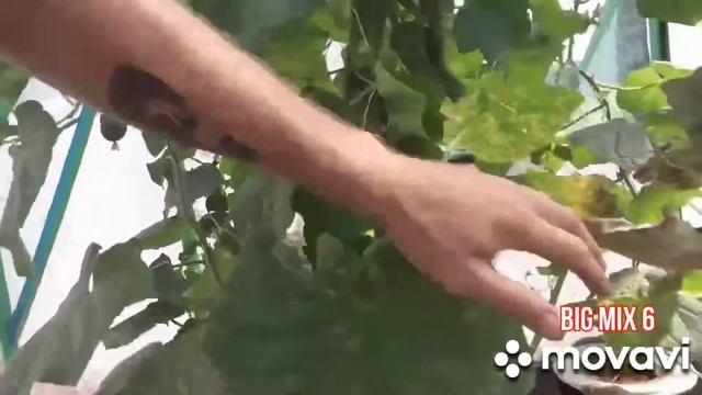 Гидропоника огурцы в теплицы установка RDWC CALVERIA смотреть онлайн