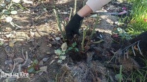 Дача на Юге - Обрезка роз на юге