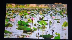 Микроистория. Лотос орехоносный