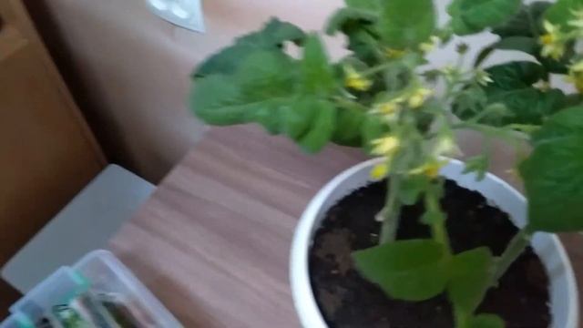 Выращиваем помидоры на балконе Томат Балконное чудо с