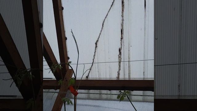 Виноград в Приморском крае! Не спешим обламывать паса? смотреть онлайн
