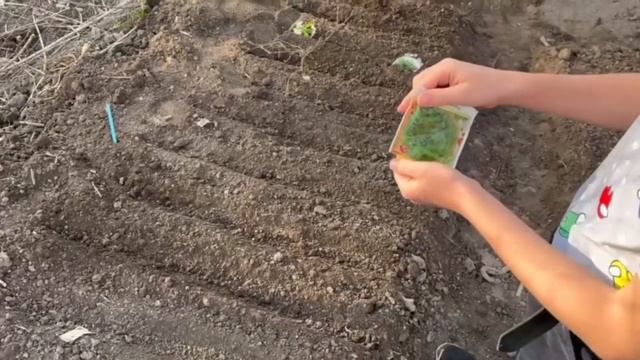 Посадка укропа в открытый грунт в апреле!