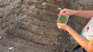 Посадка укропа в открытый грунт в апреле!