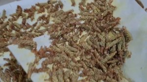 Как собрать пыльцу сосны