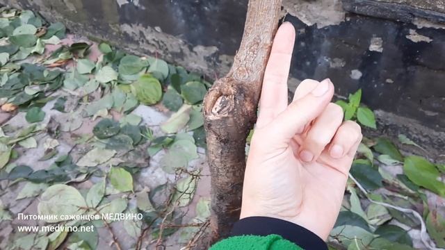 Разоблачаем садовые мифы. Миф 4: подвой антипка смотреть онлайн