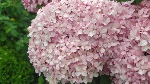 Древовидная Гортензия Мэджикал Пинкербелл