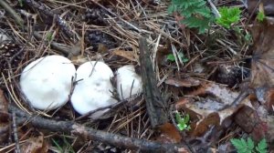 Как растёт синеножка в Кисловодске. Апрель 2022