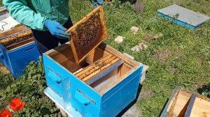 Двухматочное содержание пчел. Эксперемент. Начало.