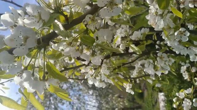 Весенние работы пчёл.