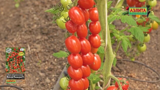 НОВИНКА 2025! МЕГАУРОЖАЙНЫЙ ЧЕРРИ ТОМАТ ВОДОПАД ВИКТОРИ смотреть онлайн