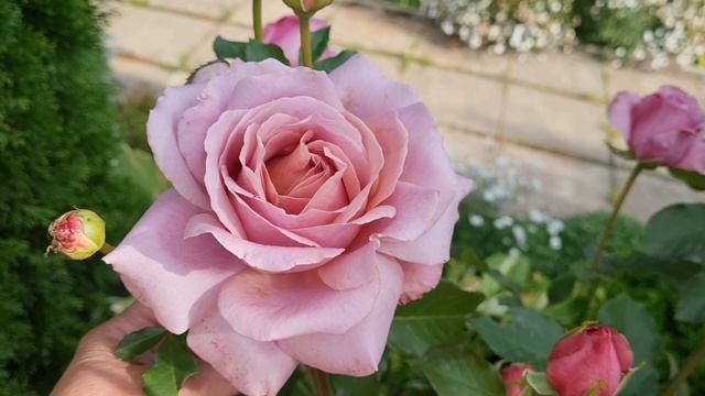 Дача! 🏡Начало цветения второй волны роз!🌹 Ужин.🍽 смотреть онлайн