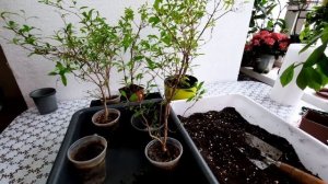 Комнатный гранат выращиваем вдомашних условиях. Уход.