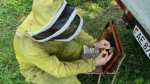 Как получить маточное молочко у себя на пасеке. #пчело?