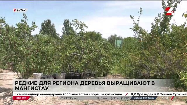 Редкие для региона деревья выращивают в Мангистауско?