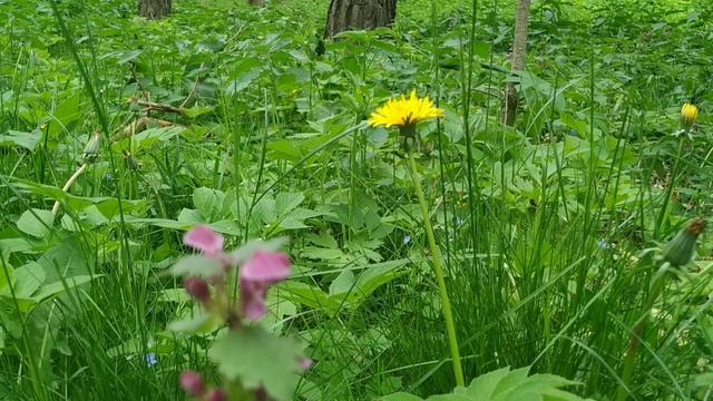 ОДУВАНЧИКИ! Ешьте 5-7 в день и забудете про высокий САХА смотреть онлайн