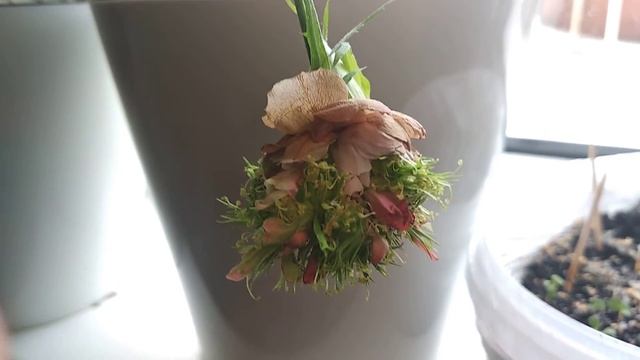 Клубника из семечки третий листок результаты месяца