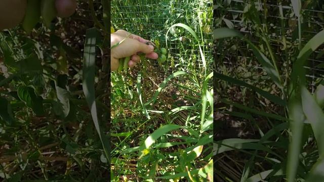 Умный #огород без полива, перекопки, без прополки смотреть онлайн