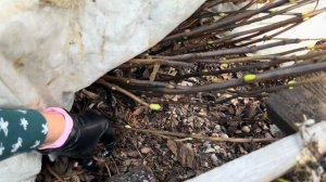 Как и когда раскрывать гортензию. Мой опыт. Крупнолист