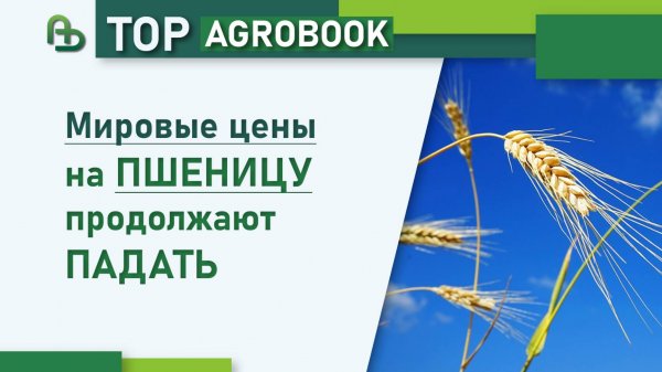 Мировые цены на пшеницу продолжают падать | TOP Agrobook: обзор аграрных новостей