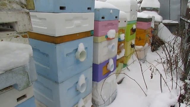 ошибки пчеловода - холодное сетчатое дно ульев незави?