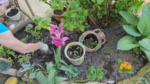 Начинаю высаживать однолетники в цветники. Рассада цв
