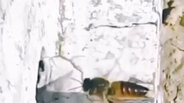 Спаривание пчелиной матки с трутнем. Drone Mating. смотреть онлайн