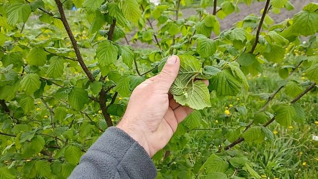 Який сорт фундука садити в своєму регіоні.