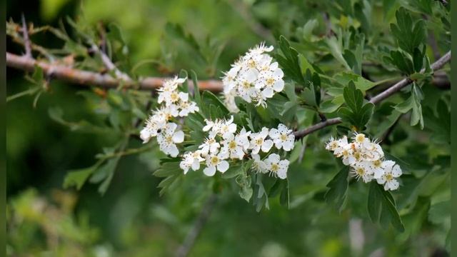БОЯРЫШНИК (CRATAEGUS) сем. Розоцветные смотреть онлайн