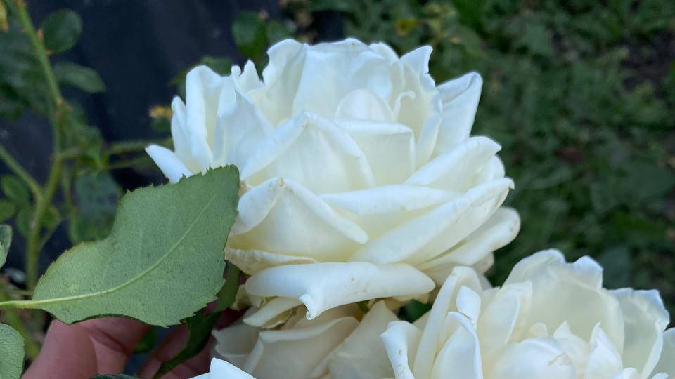 Розы и джаз