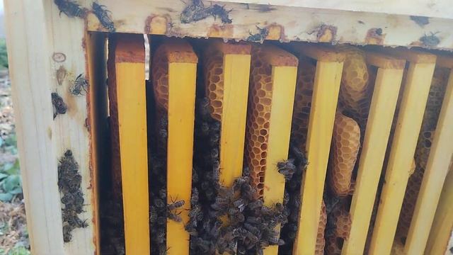 11.10.25. Семья пчëл перед уничтожением. Безвощинный улей