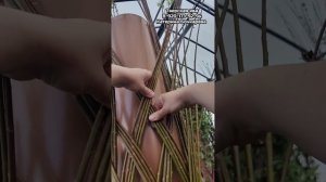 Тверская ива. Мастер класс. Плетение пальмы. 9 серия.