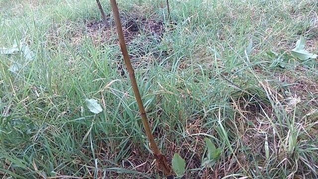 Прививка плодовых деревьев почкой(окулировка).Ерси. смотреть онлайн